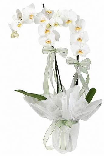 ift Dall Beyaz Orkide  Hakkari 14 ubat sevgililer gn iek 