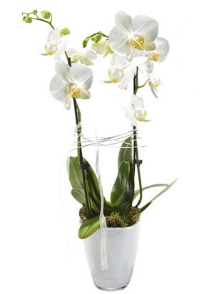 2 dall beyaz seramik beyaz orkide sakss  Hakkari nternetten iek siparii 