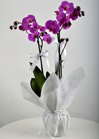 ift dall saksda mor orkide iei  Hakkari internetten iek siparii 
