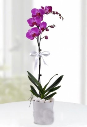 Tek dall saksda mor orkide iei  Hakkari internetten iek sat 