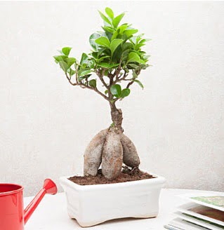 Exotic Ficus Bonsai ginseng  Hakkari iek online iek siparii 