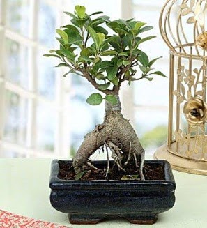 Appealing Ficus Ginseng Bonsai  Hakkari 14 ubat sevgililer gn iek 