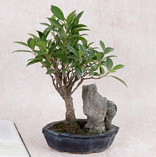 Japon aac Evergreen Ficus Bonsai  Hakkari nternetten iek siparii 