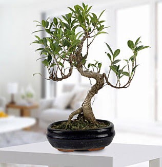 Gorgeous Ficus S shaped japon bonsai  Hakkari gvenli kaliteli hzl iek 