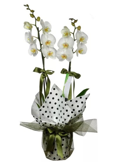 ift Dall Beyaz Orkide  Hakkari uluslararas iek gnderme 