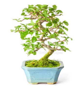 S zerkova bonsai ksa sreliine  Hakkari iek yolla , iek gnder , ieki  