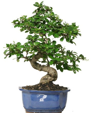 21 ile 25 cm aras zel S bonsai japon aac  Hakkari iek gnderme 