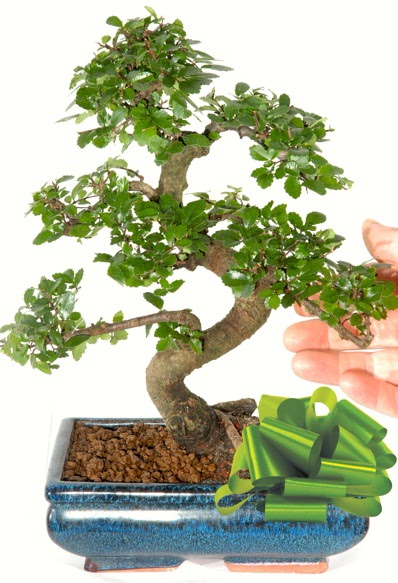 Yaklak 25 cm boyutlarnda S bonsai  Hakkari ieki maazas 