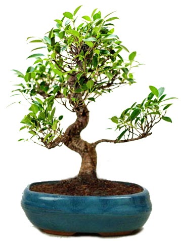25 cm ile 30 cm aralnda Ficus S bonsai  Hakkari nternetten iek siparii 