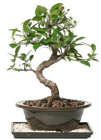 Altn kalite Ficus S bonsai  Hakkari iek gnderme  Sper Kalite
