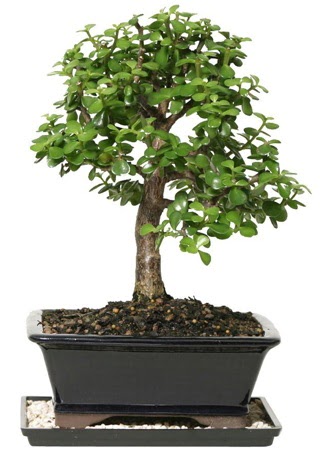 15 cm civar Zerkova bonsai bitkisi  Hakkari ieki maazas 