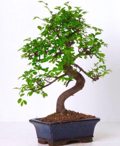 S gvdeli bonsai minyatr aa japon aac  Hakkari nternetten iek siparii 