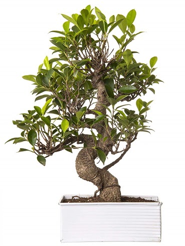 Exotic Green S Gvde 6 Year Ficus Bonsai  Hakkari nternetten iek siparii 