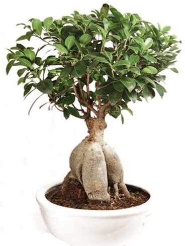 Ginseng bonsai japon aac ficus ginseng  Hakkari iek yolla , iek gnder , ieki  