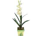 zel Yapay Orkide Beyaz   Hakkari yurtii ve yurtd iek siparii 