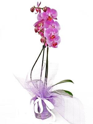  Hakkari 14 ubat sevgililer gn iek  Kaliteli ithal saksida orkide