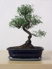 ithal bonsai saksi iegi  Hakkari internetten iek siparii 
