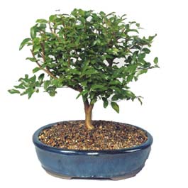  Hakkari hediye iek yolla  ithal bonsai saksi iegi  Hakkari yurtii ve yurtd iek siparii 