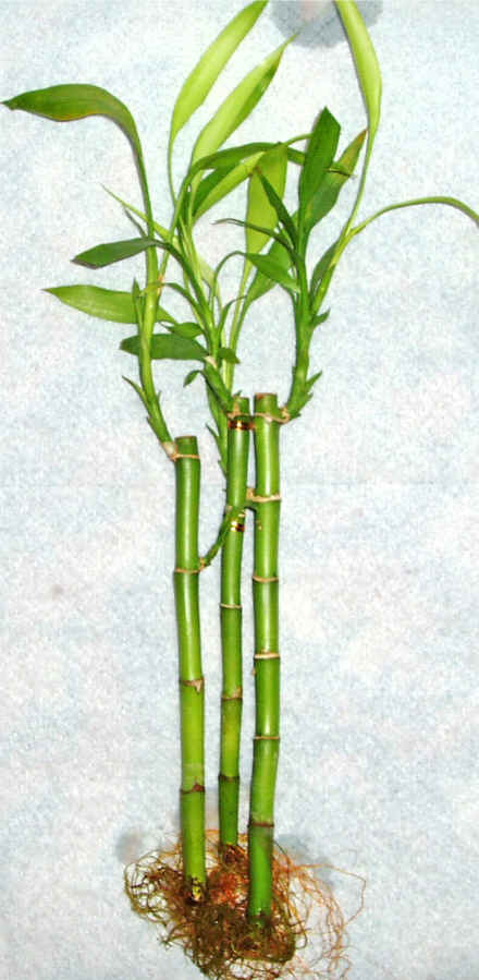 Lucky Bamboo 3 adet vazo hediye edilir   Hakkari online iek gnderme sipari 