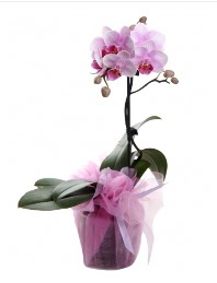 1 dal pembe orkide saksı çiçeği  Hakkari çiçek mağazası , çiçekçi adresleri 