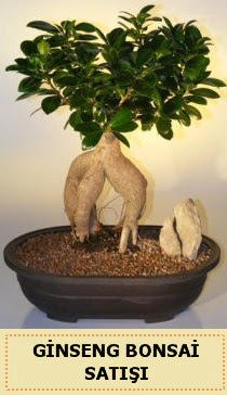 thal Ginseng bonsai sat japon aac  Hakkari ieki maazas 