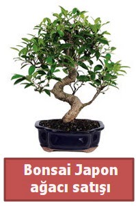 Japon aac bonsai sat  Hakkari ieki maazas 