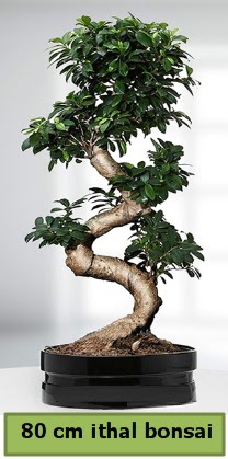 80 cm özel saksıda bonsai bitkisi  Hakkari çiçek gönderme 