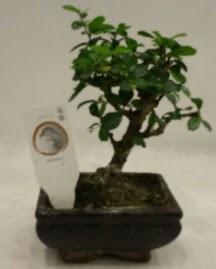 Kk minyatr bonsai japon aac  Hakkari iek yolla 