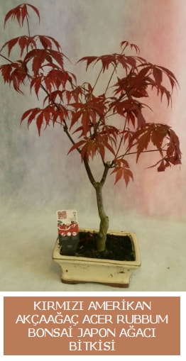 Amerikan akaaa Acer Rubrum bonsai  Hakkari cicekciler , cicek siparisi 