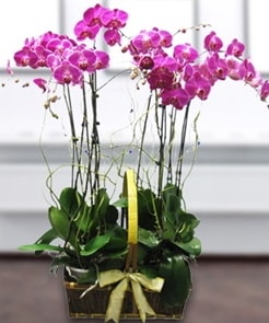 7 dall mor lila orkide  Hakkari nternetten iek siparii 