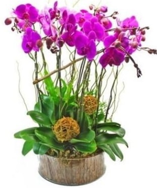 Ahap ktkte lila mor orkide 8 li  Hakkari iek siparii sitesi 