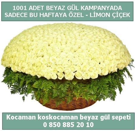 1001 adet beyaz gül sepeti özel kampanyada  Hakkari İnternetten çiçek siparişi 