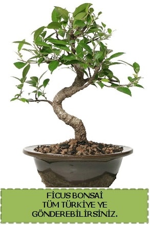 Ficus bonsai  Hakkari nternetten iek siparii 