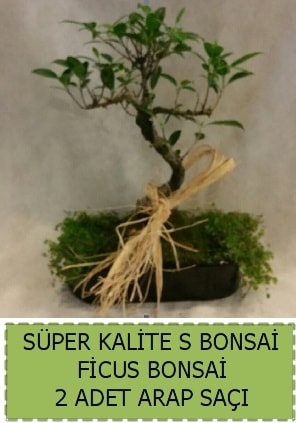Ficus S Bonsai ve arap saçı  Hakkari çiçek gönderme 