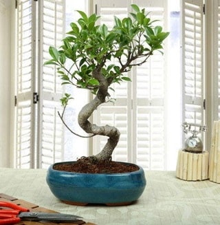 Amazing Bonsai Ficus S thal  Hakkari iekiler 