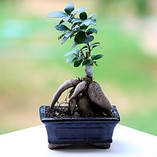 Marvellous Ficus Microcarpa ginseng bonsai  Hakkari internetten iek siparii 