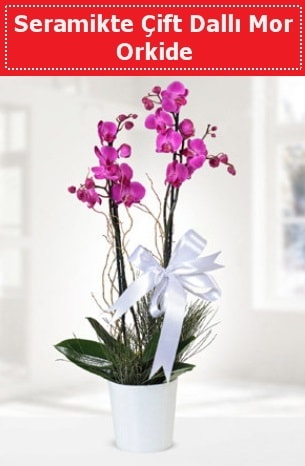 Seramikte Çift Dallı Mor Orkide  Hakkari 14 şubat sevgililer günü çiçek 
