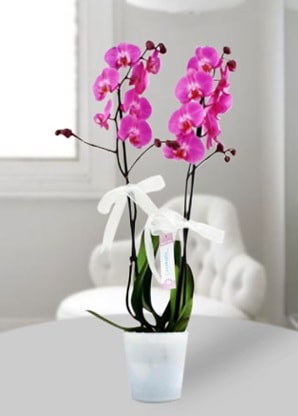 Çift dallı mor orkide  Hakkari internetten çiçek satışı 