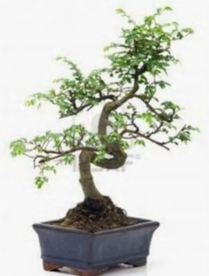 S gvde bonsai minyatr aa japon aac  Hakkari ieki telefonlar 